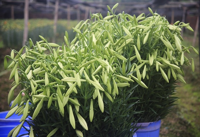 Mùa hoa loa kèn đến sớm ở Hà Nội - 8 Mùa hoa loa kèn đến sớm ở Hà Nội - 8
