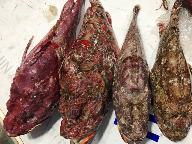 Quảng Ngãi: Hiếm thấy cá mặt quỷ khủng nặng hơn 3,5 kg như thế này - 4 Quảng Ngãi: Hiếm thấy cá mặt quỷ khủng nặng hơn 3,5 kg như thế này - 4