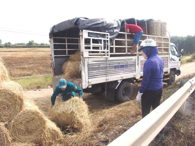 Rơm “đắt xắt ra miếng”, nông dân thu tiền triệu mỗi ngày - 4 Rơm “đắt xắt ra miếng”, nông dân thu tiền triệu mỗi ngày - 4