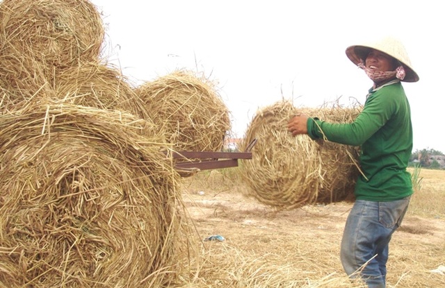 Rơm “đắt xắt ra miếng”, nông dân thu tiền triệu mỗi ngày - 6 Rơm “đắt xắt ra miếng”, nông dân thu tiền triệu mỗi ngày - 6