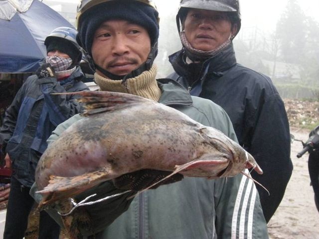 Tứ độc đặc sản cá cực hiếm ở miền núi, có tiền cũng khó mua - 2 Tứ độc đặc sản cá cực hiếm ở miền núi, có tiền cũng khó mua - 2