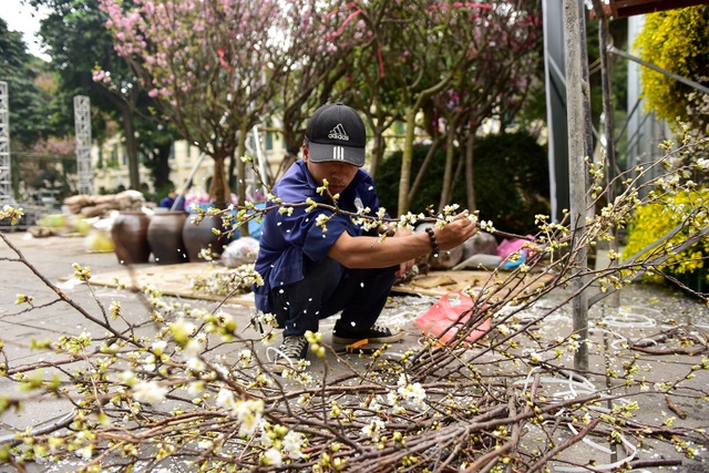 Hoa anh đào Nhật Bản khoe sắc giữa lòng Hà Nội - 8 Hoa anh đào Nhật Bản khoe sắc giữa lòng Hà Nội - 8