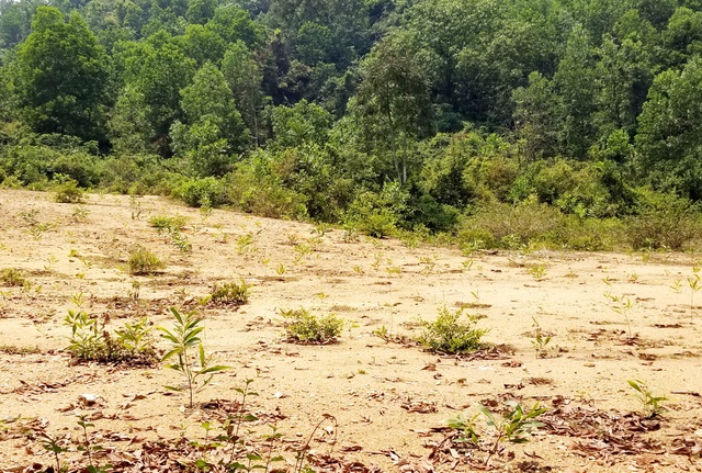 Dự án chùa Ba Vàng Quảng Nam Dự án chùa Ba Vàng Quảng Nam