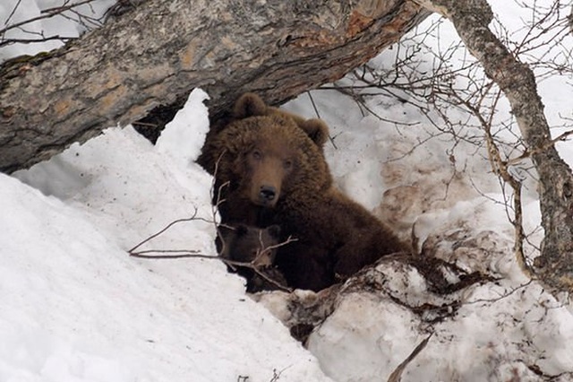 Nga: Tìm thấy xác ướp người đàn ông mất tích trong hang gấu nâu - Ảnh minh hoạ 3