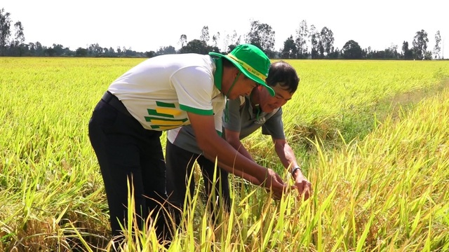 Phân bón Phú Mỹ cùng nhà nông ứng phó thời tiết khắc nghiệt - 1 Phân bón Phú Mỹ cùng nhà nông ứng phó thời tiết khắc nghiệt - 1