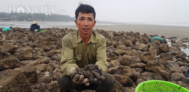 Nam Định: Săn "lộc biển" bé tin hin, bám ở đá, kiếm nửa triệu/ngày hình ảnh 4 nam dinh: san "loc bien" be tin hin, bam o da, kiem nua trieu/ngay hinh anh 4