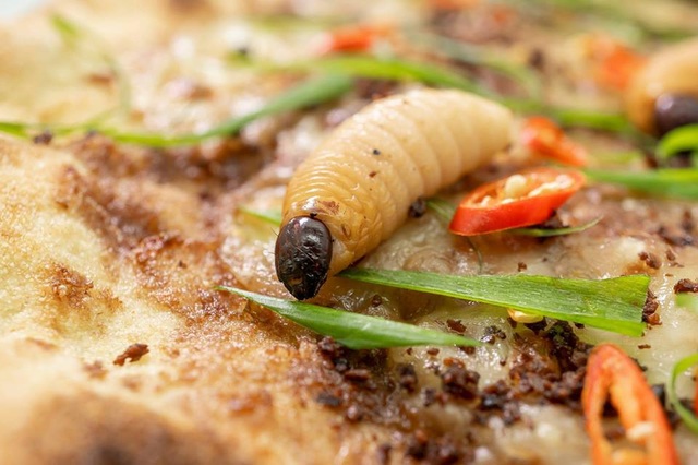 Sởn gai ốc với món pizza đuông dừa bò lổm ngổm tại Hà Nội - 2 Sởn gai ốc với món pizza đuông dừa bò lổm ngổm tại Hà Nội - 2