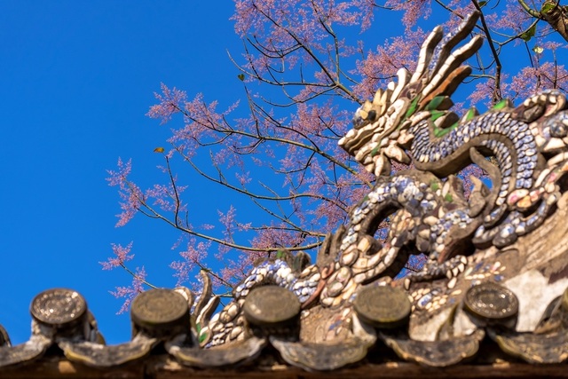 Hoa ngô đồng đẹp ngỡ ngàng trong Đại Nội Huế - 10 Hoa ngô đồng đẹp ngỡ ngàng trong Đại Nội Huế - 10