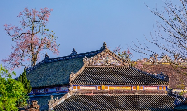 Hoa ngô đồng đẹp ngỡ ngàng trong Đại Nội Huế - 18 Hoa ngô đồng đẹp ngỡ ngàng trong Đại Nội Huế - 18