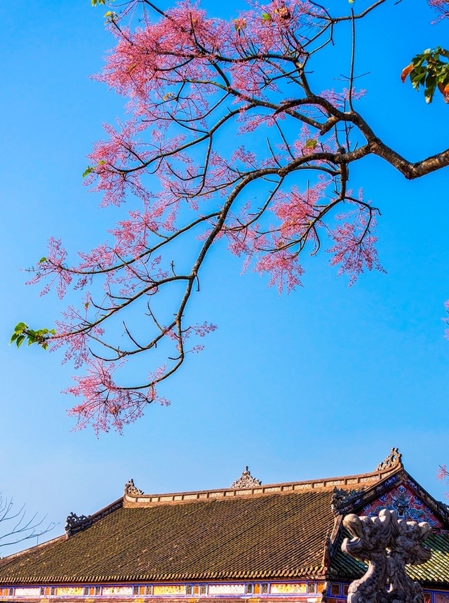 Hoa ngô đồng đẹp ngỡ ngàng trong Đại Nội Huế - 4 Hoa ngô đồng đẹp ngỡ ngàng trong Đại Nội Huế - 4