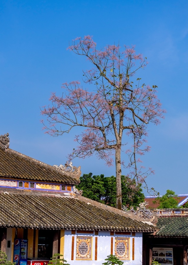 Hoa ngô đồng đẹp ngỡ ngàng trong Đại Nội Huế - 6 Hoa ngô đồng đẹp ngỡ ngàng trong Đại Nội Huế - 6