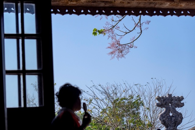 Hoa ngô đồng đẹp ngỡ ngàng trong Đại Nội Huế - 8 Hoa ngô đồng đẹp ngỡ ngàng trong Đại Nội Huế - 8