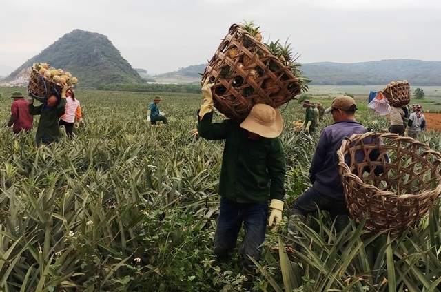 Thanh Hoá: Dứa chỉ 2.000-3.000 đồng/kg, nông dân đang ngồi trên đống lửa - 4 Thanh Hoá: Dứa chỉ 2.000-3.000 đồng/kg, nông dân đang ngồi trên đống lửa - 4