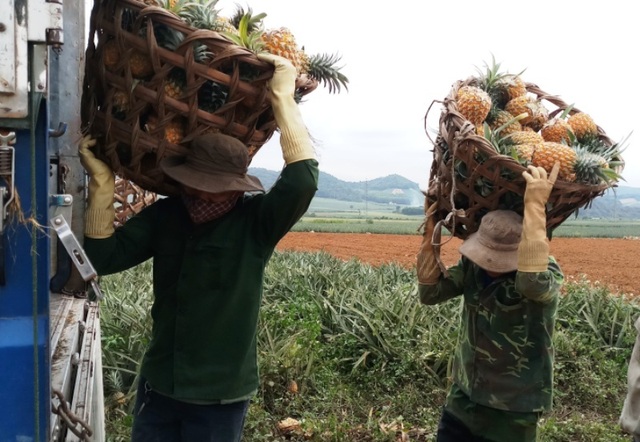 Thanh Hoá: Dứa chỉ 2.000-3.000 đồng/kg, nông dân đang ngồi trên đống lửa - 2 Thanh Hoá: Dứa chỉ 2.000-3.000 đồng/kg, nông dân đang ngồi trên đống lửa - 2