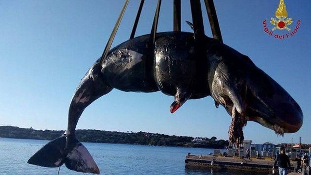 Cá nhà táng mang thai được phát hiện đã chết với gần 23 kg nhựa trong dạ dày - 1 Cá nhà táng mang thai được phát hiện đã chết với gần 23 kg nhựa trong dạ dày - 1