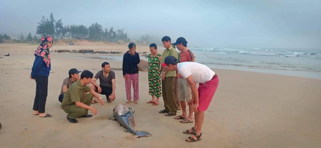 Cá voi gần 2m trôi dạt bờ biển Hà Tĩnh