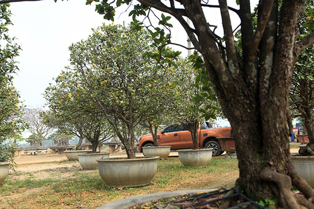 Thương lái Trung Quốc bị từ chối khi muốn mua cả vườn mai tứ quý độc nhất Việt Nam - 1 Thương lái Trung Quốc bị từ chối khi muốn mua cả vườn mai tứ quý độc nhất Việt Nam - 1