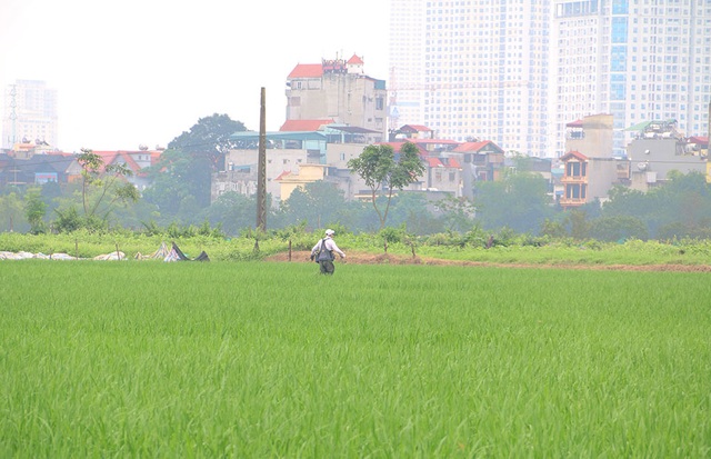 Thú chơi chim ăn thịt đi săn mồi độc đáo ở Hà Nội - 1 Thú chơi chim ăn thịt đi săn mồi độc đáo ở Hà Nội - 1