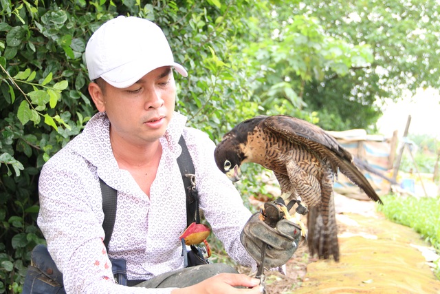 Thú chơi chim ăn thịt đi săn mồi độc đáo ở Hà Nội - 6 Thú chơi chim ăn thịt đi săn mồi độc đáo ở Hà Nội - 6