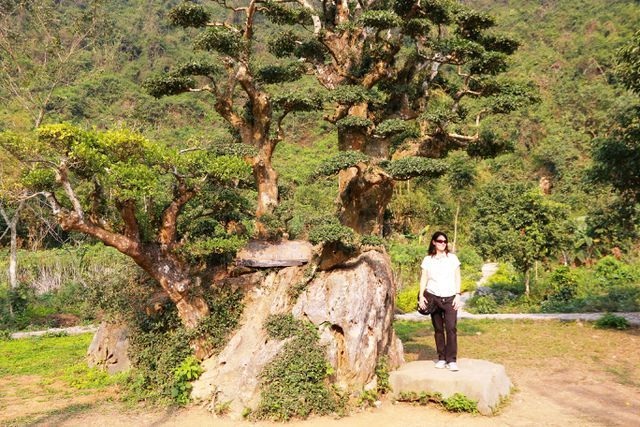 Kỳ lạ những cây cổ thụ được xem như báu vật, trả tiền tỷ cũng không bán - 10 Kỳ lạ những cây cổ thụ được xem như báu vật, trả tiền tỷ cũng không bán - 10