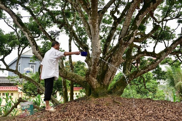 Kỳ lạ những cây cổ thụ được xem như báu vật, trả tiền tỷ cũng không bán - 2 Kỳ lạ những cây cổ thụ được xem như báu vật, trả tiền tỷ cũng không bán - 2