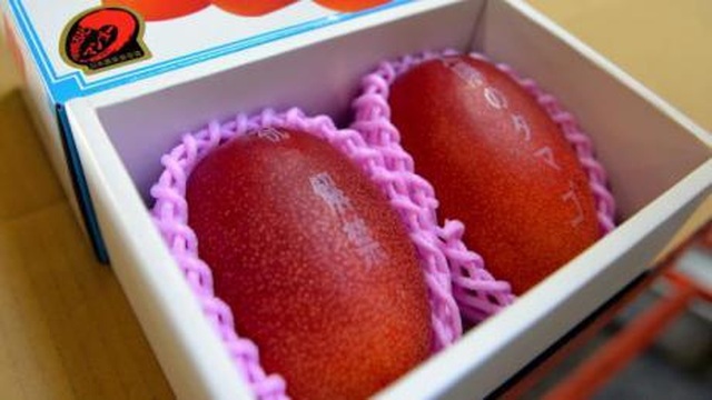 Siêu phẩm cặp xoài “trứng mặt trời” có giá hơn 100 triệu đồng - 2 Siêu phẩm cặp xoài “trứng mặt trời” có giá hơn 100 triệu đồng - 2