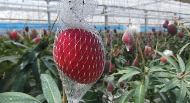 Siêu phẩm cặp xoài “trứng mặt trời” có giá hơn 100 triệu đồng - 3 Siêu phẩm cặp xoài “trứng mặt trời” có giá hơn 100 triệu đồng - 3