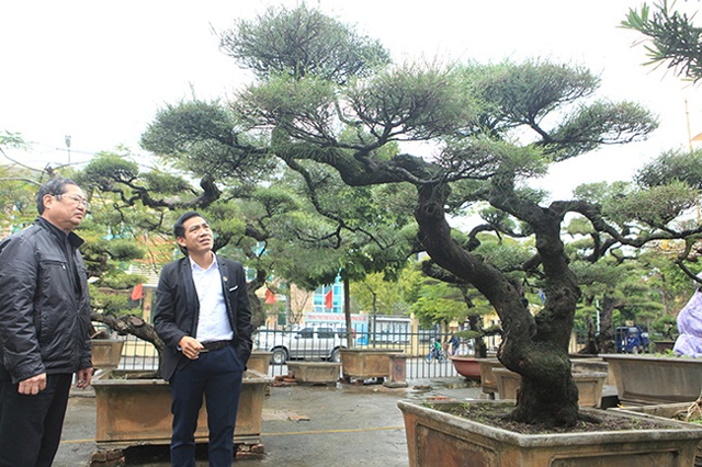 Ra tay giải cứu hàng chục cụ cây, người đàn ông có ngay vườn bonsai triệu đô - 1 Ra tay giải cứu hàng chục cụ cây, người đàn ông có ngay vườn bonsai triệu đô - 1