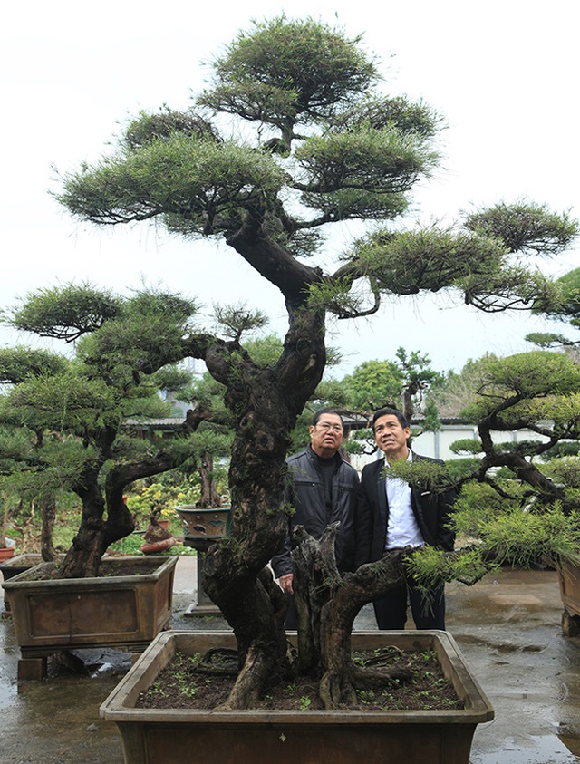 Ra tay giải cứu hàng chục cụ cây, người đàn ông có ngay vườn bonsai triệu đô - 11 Ra tay giải cứu hàng chục cụ cây, người đàn ông có ngay vườn bonsai triệu đô - 11