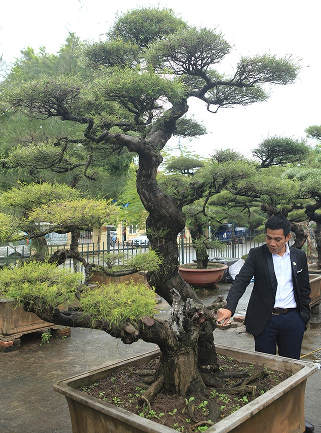 Ra tay giải cứu hàng chục cụ cây, người đàn ông có ngay vườn bonsai triệu đô - 12 Ra tay giải cứu hàng chục cụ cây, người đàn ông có ngay vườn bonsai triệu đô - 12