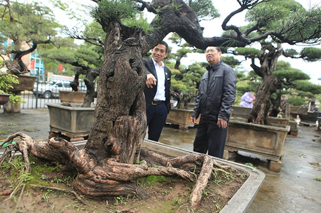 Ra tay giải cứu hàng chục cụ cây, người đàn ông có ngay vườn bonsai triệu đô - 2 Ra tay giải cứu hàng chục cụ cây, người đàn ông có ngay vườn bonsai triệu đô - 2