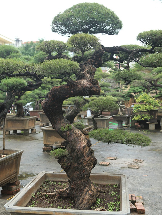 Ra tay giải cứu hàng chục cụ cây, người đàn ông có ngay vườn bonsai triệu đô - 3 Ra tay giải cứu hàng chục cụ cây, người đàn ông có ngay vườn bonsai triệu đô - 3