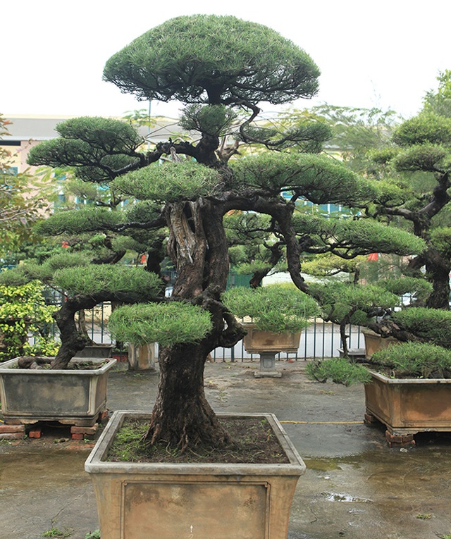 Ra tay giải cứu hàng chục cụ cây, người đàn ông có ngay vườn bonsai triệu đô - 4 Ra tay giải cứu hàng chục cụ cây, người đàn ông có ngay vườn bonsai triệu đô - 4