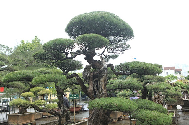 Ra tay giải cứu hàng chục cụ cây, người đàn ông có ngay vườn bonsai triệu đô - 5 Ra tay giải cứu hàng chục cụ cây, người đàn ông có ngay vườn bonsai triệu đô - 5