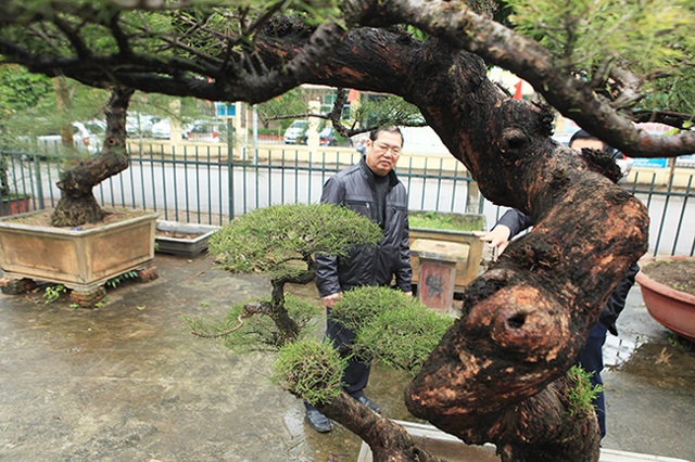 Ra tay giải cứu hàng chục cụ cây, người đàn ông có ngay vườn bonsai triệu đô - 6 Ra tay giải cứu hàng chục cụ cây, người đàn ông có ngay vườn bonsai triệu đô - 6