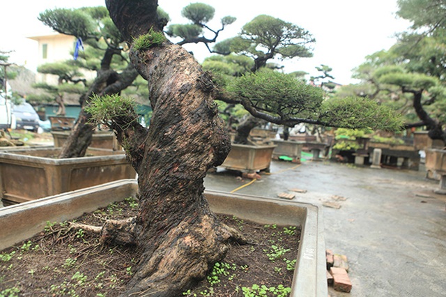 Ra tay giải cứu hàng chục cụ cây, người đàn ông có ngay vườn bonsai triệu đô - 7 Ra tay giải cứu hàng chục cụ cây, người đàn ông có ngay vườn bonsai triệu đô - 7