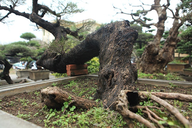 Ra tay giải cứu hàng chục cụ cây, người đàn ông có ngay vườn bonsai triệu đô - 9 Ra tay giải cứu hàng chục cụ cây, người đàn ông có ngay vườn bonsai triệu đô - 9