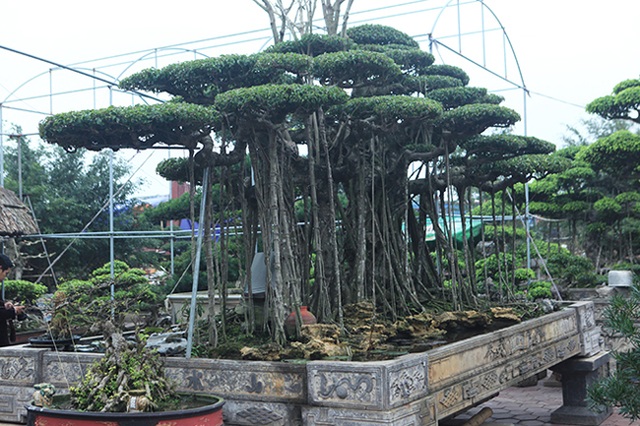 Dành cả thanh xuân tạo tác cây sanh cổ, kết quả thu được khiến ai cũng mê - 12 Dành cả thanh xuân tạo tác cây sanh cổ, kết quả thu được khiến ai cũng mê - 12