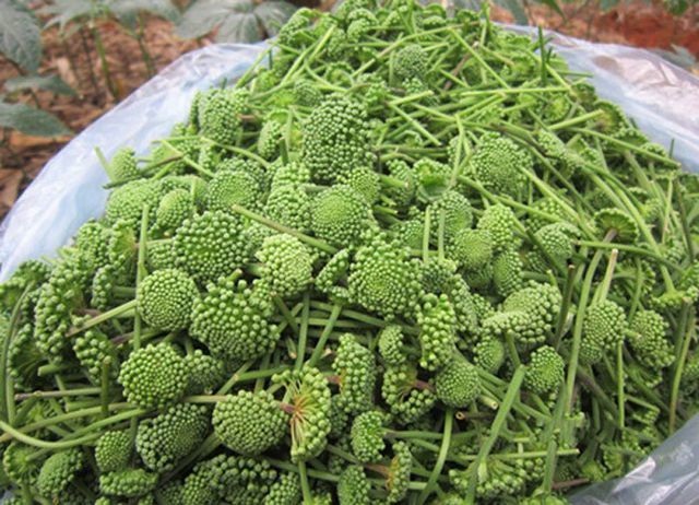 Bất ngờ rau, cỏ Việt đắt ngang cua hoàng đế, sang Trung Quốc bán tiền triệu/kg - 2 Bất ngờ rau, cỏ Việt đắt ngang cua hoàng đế, sang Trung Quốc bán tiền triệu/kg - 2