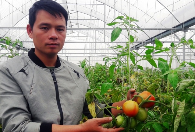 Chàng trai thu trăm triệu đồng từ ...cà chua, hoa hồng và dưa kim hoàng hậu - 1 Chàng trai thu trăm triệu đồng từ ...cà chua, hoa hồng và dưa kim hoàng hậu - 1