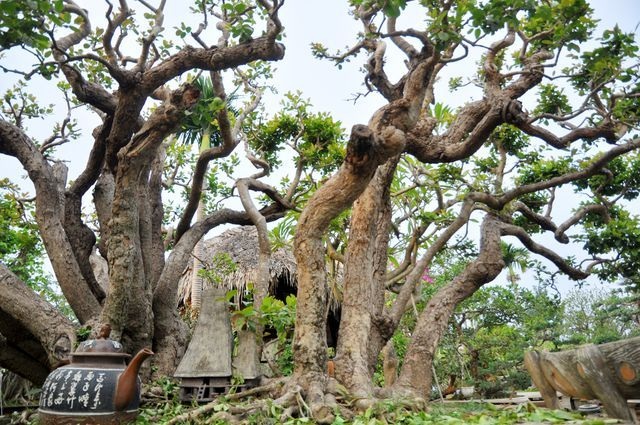 Choáng ngợp những vườn cây triệu đô độc nhất, vô nhị của đại gia Việt - 9 Choáng ngợp những vườn cây triệu đô độc nhất, vô nhị của đại gia Việt - 9
