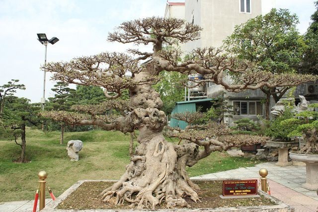 Choáng ngợp những vườn cây triệu đô độc nhất, vô nhị của đại gia Việt - 6 Choáng ngợp những vườn cây triệu đô độc nhất, vô nhị của đại gia Việt - 6