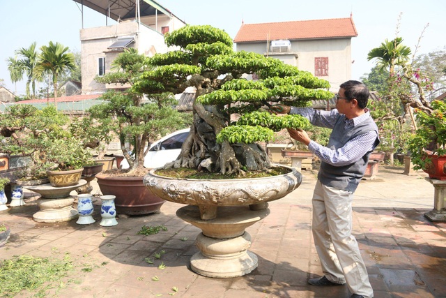 Choáng ngợp những vườn cây triệu đô độc nhất, vô nhị của đại gia Việt - 7 Choáng ngợp những vườn cây triệu đô độc nhất, vô nhị của đại gia Việt - 7