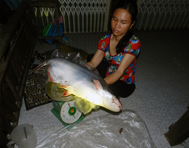 Nhân sâm nước của hiếm miền Tây: Cuộc đi săn trắng đêm - 7 Nhân sâm nước của hiếm miền Tây: Cuộc đi săn trắng đêm - 7