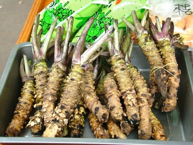 Loại cải "vừa cay vừa đắng", giá bán tới 2 triệu đồng/kg hình ảnh 1 loai cai "vua cay vua dang", gia ban toi 2 trieu dong/kg hinh anh 1