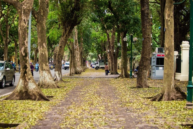 Ngẩn ngơ trước vẻ đẹp của phố phường Hà Nội mùa lá rụng - 1 Ngẩn ngơ trước vẻ đẹp của phố phường Hà Nội mùa lá rụng - 1