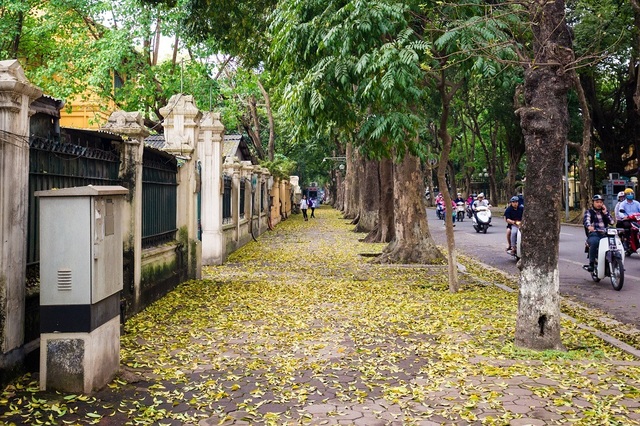 Ngẩn ngơ trước vẻ đẹp của phố phường Hà Nội mùa lá rụng - 12 Ngẩn ngơ trước vẻ đẹp của phố phường Hà Nội mùa lá rụng - 12