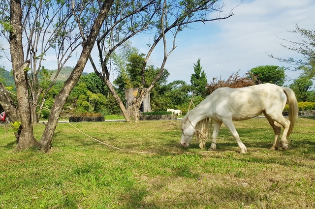 Ngắm đàn bạch mã gặm cỏ trong vườn đào đẹp như tranh ở Khánh Hòa - 3 Ngắm đàn bạch mã gặm cỏ trong vườn đào đẹp như tranh ở Khánh Hòa - 3