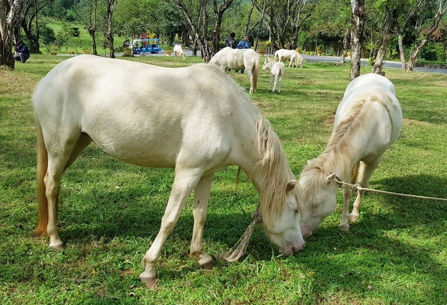 Ngắm đàn bạch mã gặm cỏ trong vườn đào đẹp như tranh ở Khánh Hòa - 5 Ngắm đàn bạch mã gặm cỏ trong vườn đào đẹp như tranh ở Khánh Hòa - 5