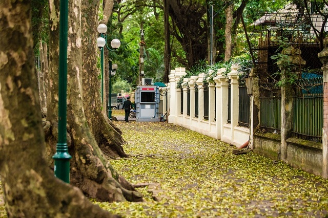Ngẩn ngơ trước vẻ đẹp của phố phường Hà Nội mùa lá rụng - 3 Ngẩn ngơ trước vẻ đẹp của phố phường Hà Nội mùa lá rụng - 3